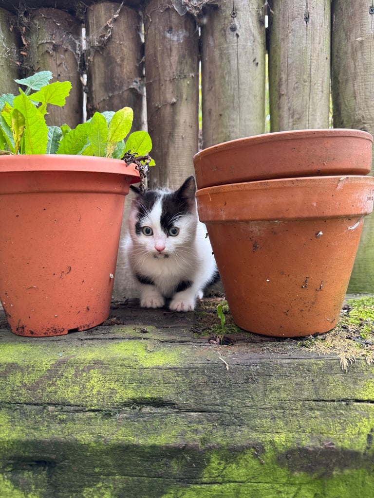 Two adorable 8-week-old European shorthair kittens – playful male duo! 🐱