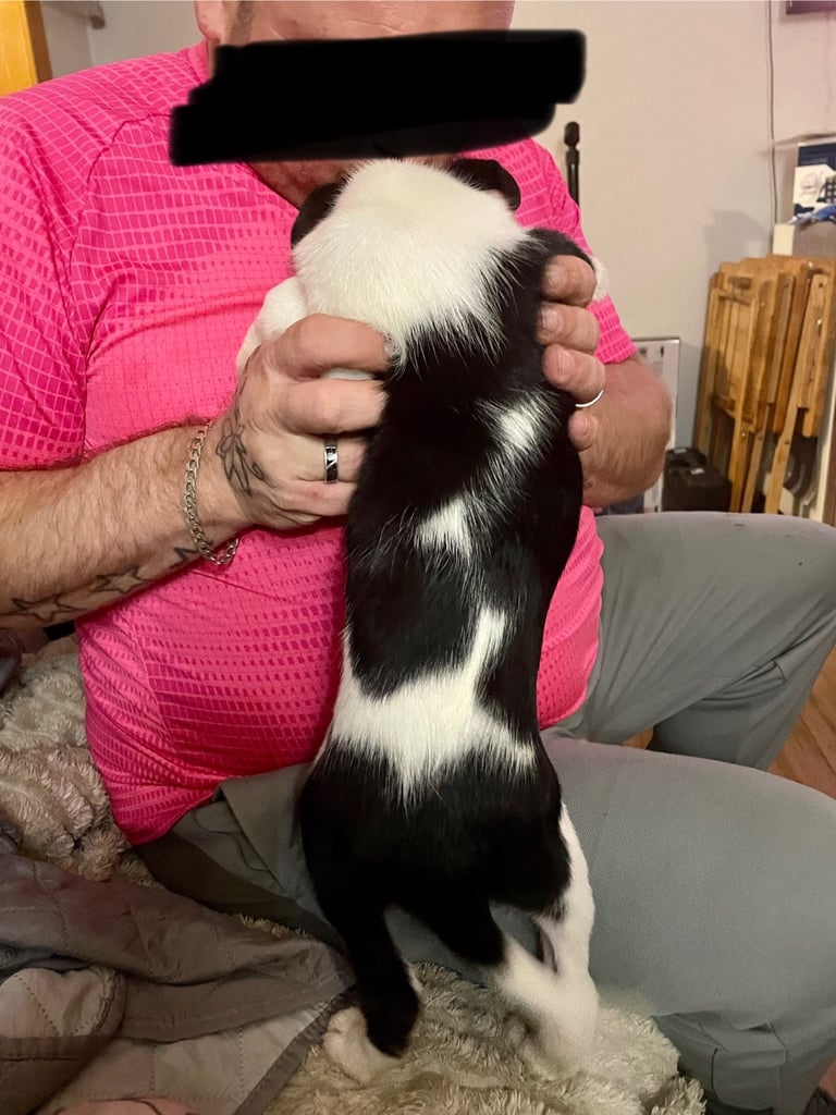 Border collie puppy’s 