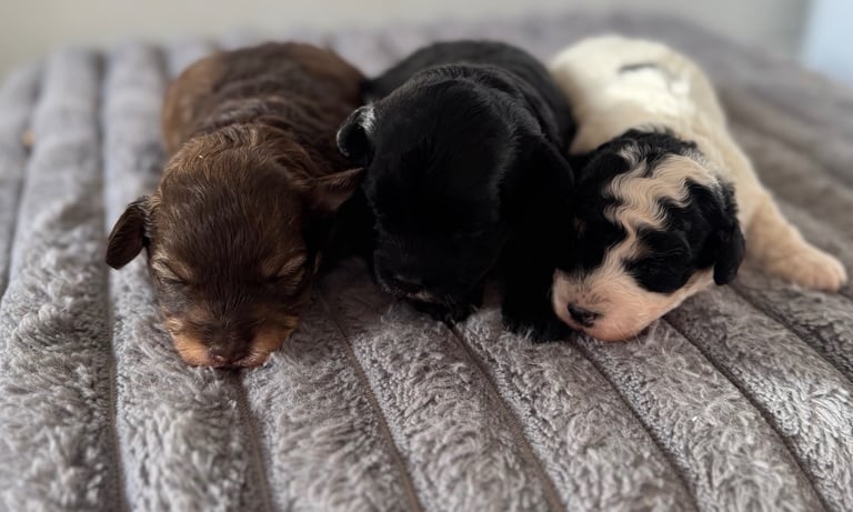 ALL SOLD 3 Beautiful Maltipoos looking for their forever homes