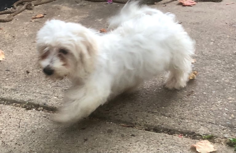 image for Maltese cross bichon frise male 4 months old pup