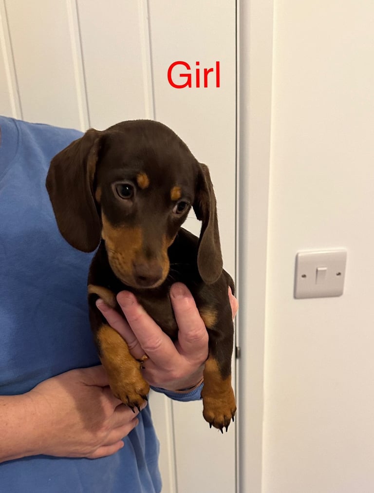 image for Miniature dachshund puppies *READY TO LEAVE*