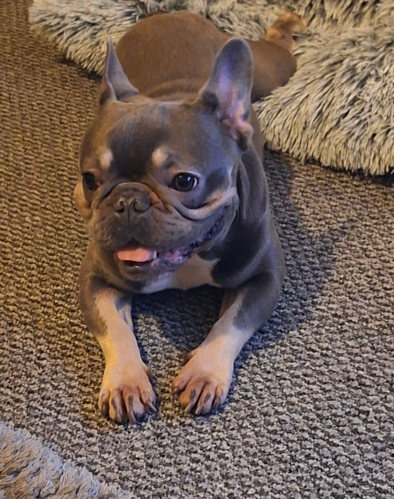 French bulldog 