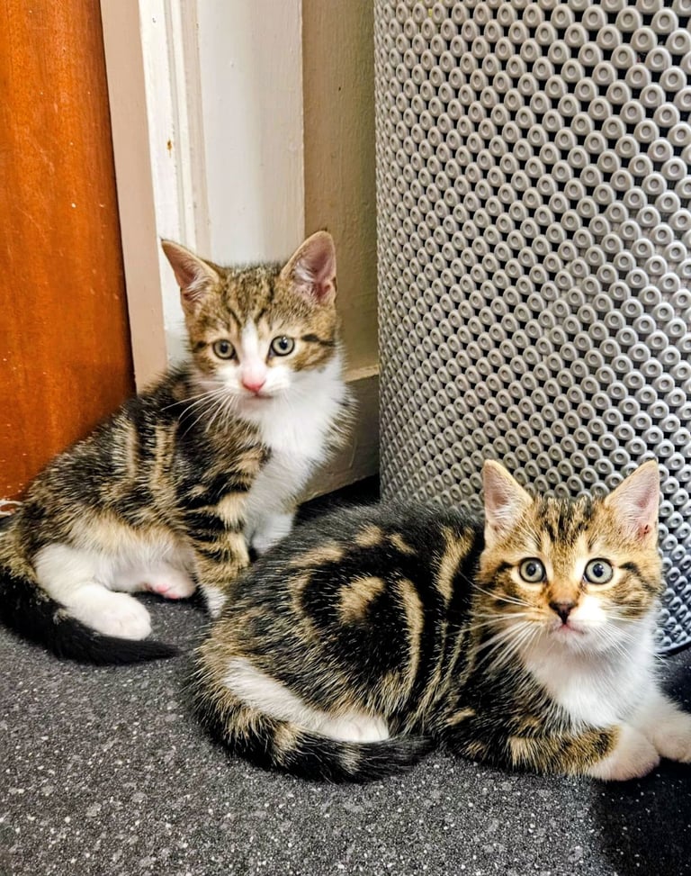 image for Ragdoll mix Kittens 