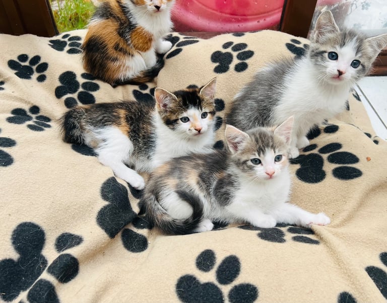 Kittens ready now 
