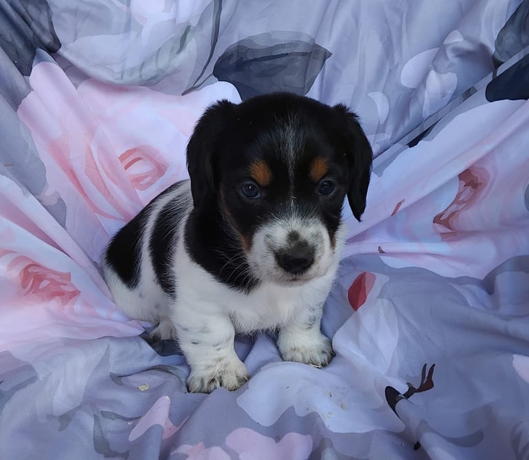 Two black and white boy puppys available 