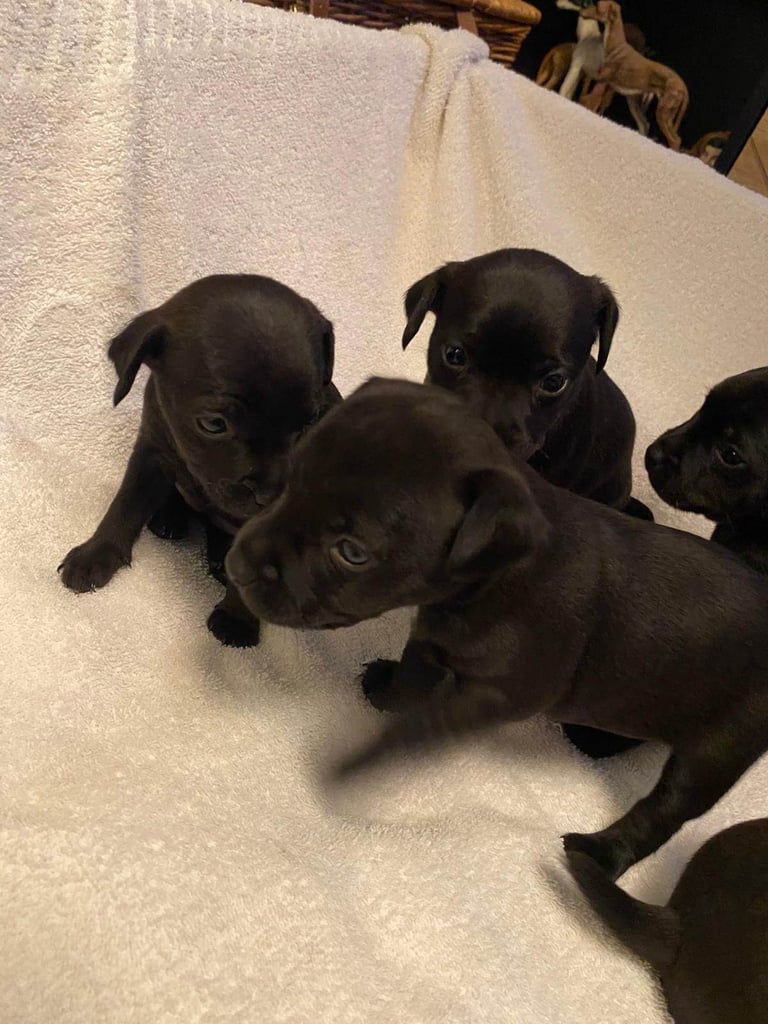 Patterdale terriers