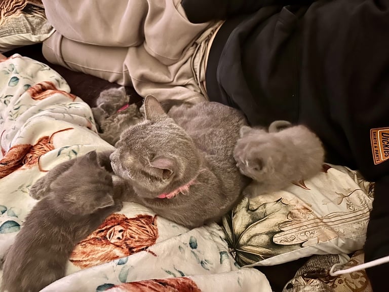 British blue kittens