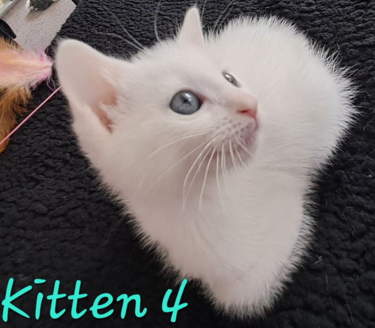 4 Stunning kittens for sale
