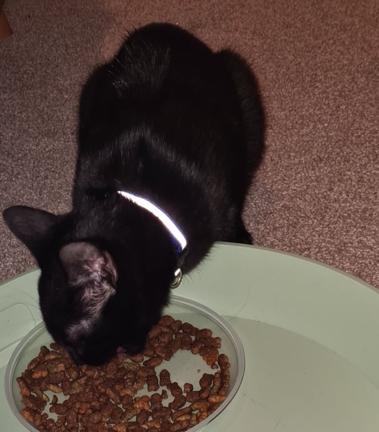 image for Two black female kittens and a tabby male