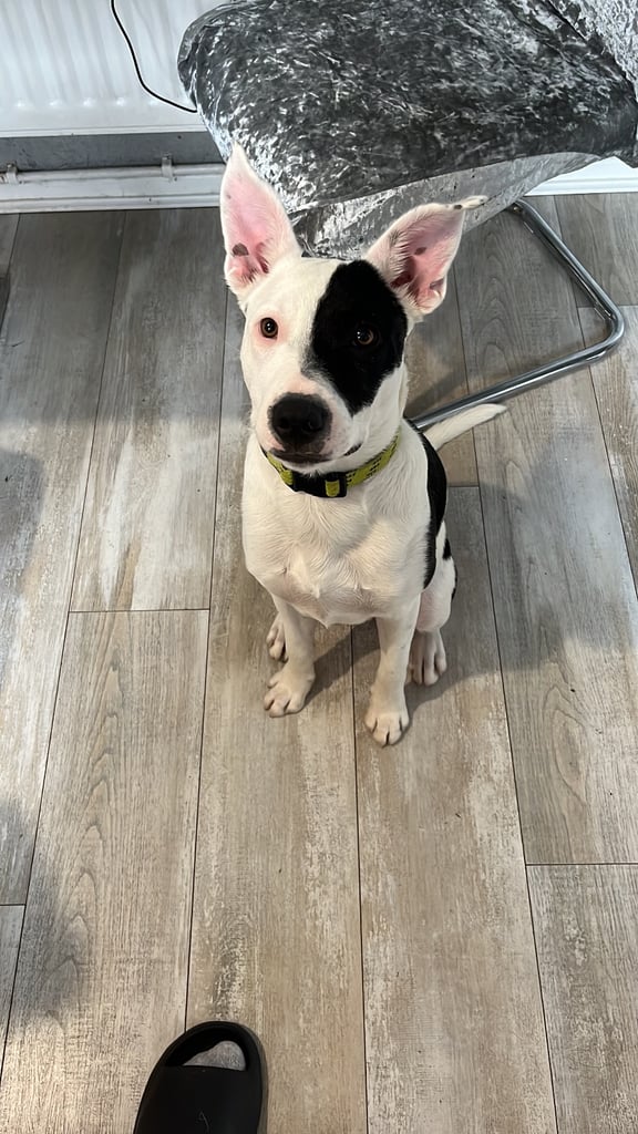 Staffy pup - needs a good home 