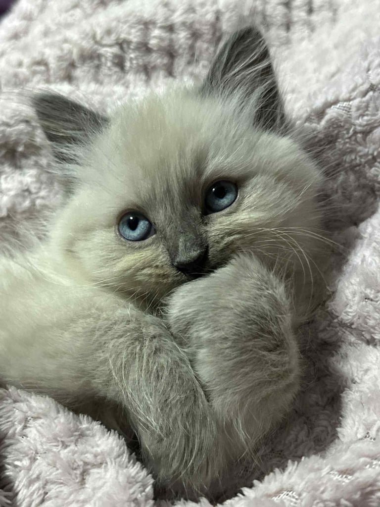 image for Ragdoll kitten