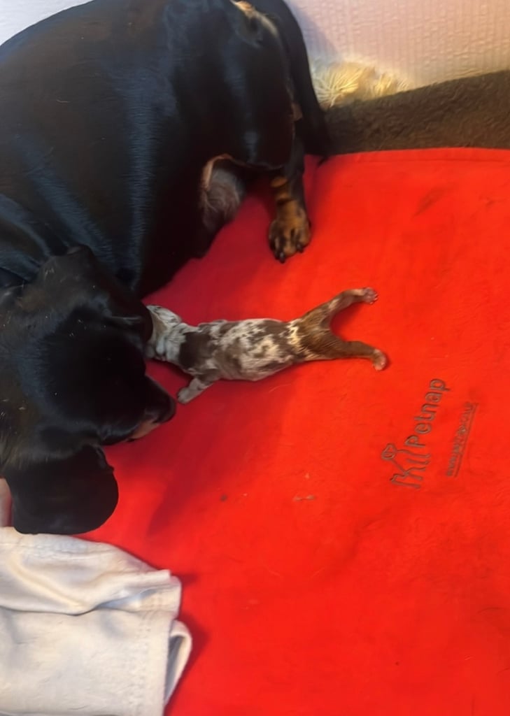 Dachshund baby boy