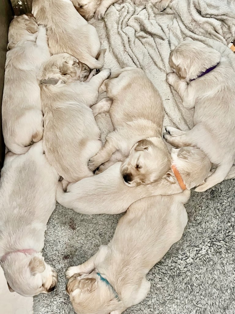 image for Beautiful KC Golden Retriever puppies for sale 