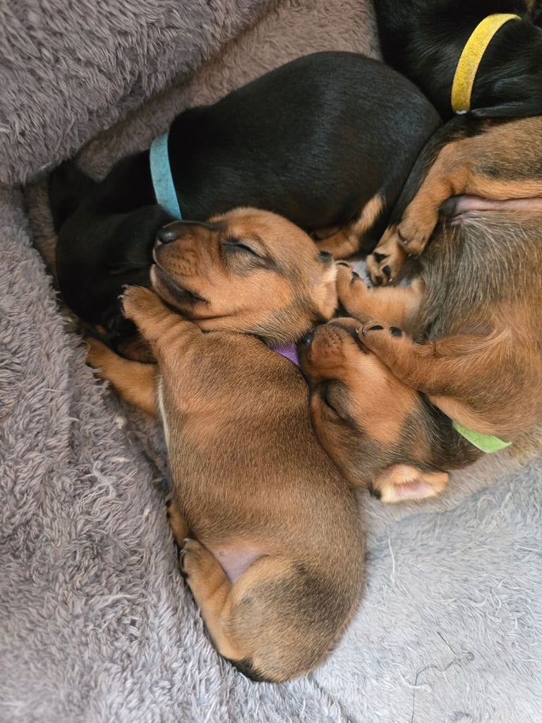 Miniature Dachshunds Seeking Forever Homes 