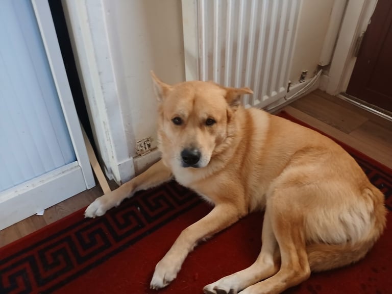 Mum is a husky collie cross dad is a malamute husky cross 