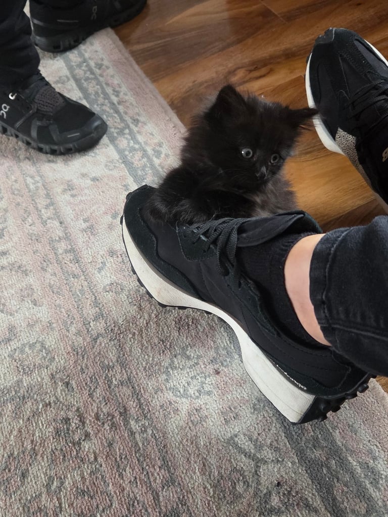 Kitten's for sale 