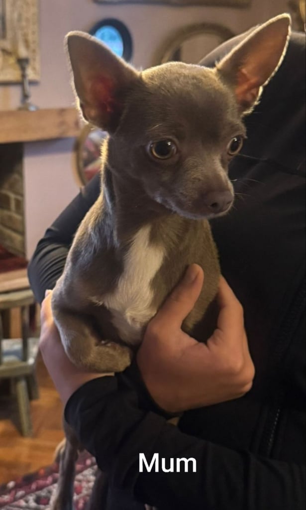 Pure Chihuahua lilac pupies