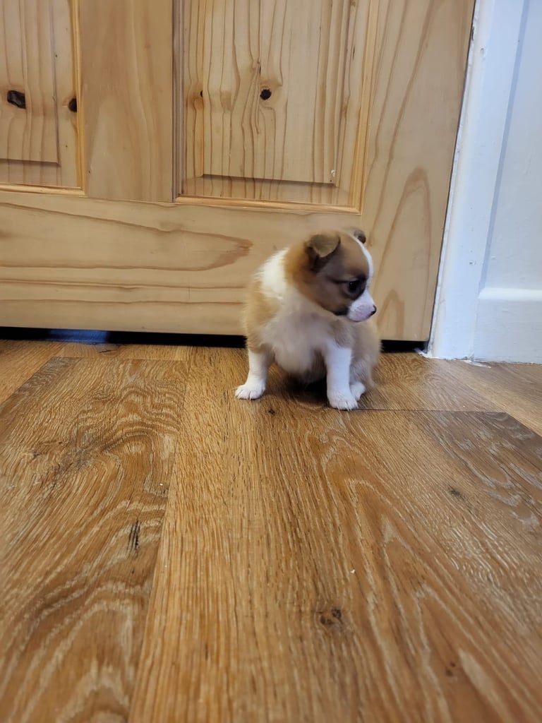 6 Jack Russel x Chihuahua puppies 