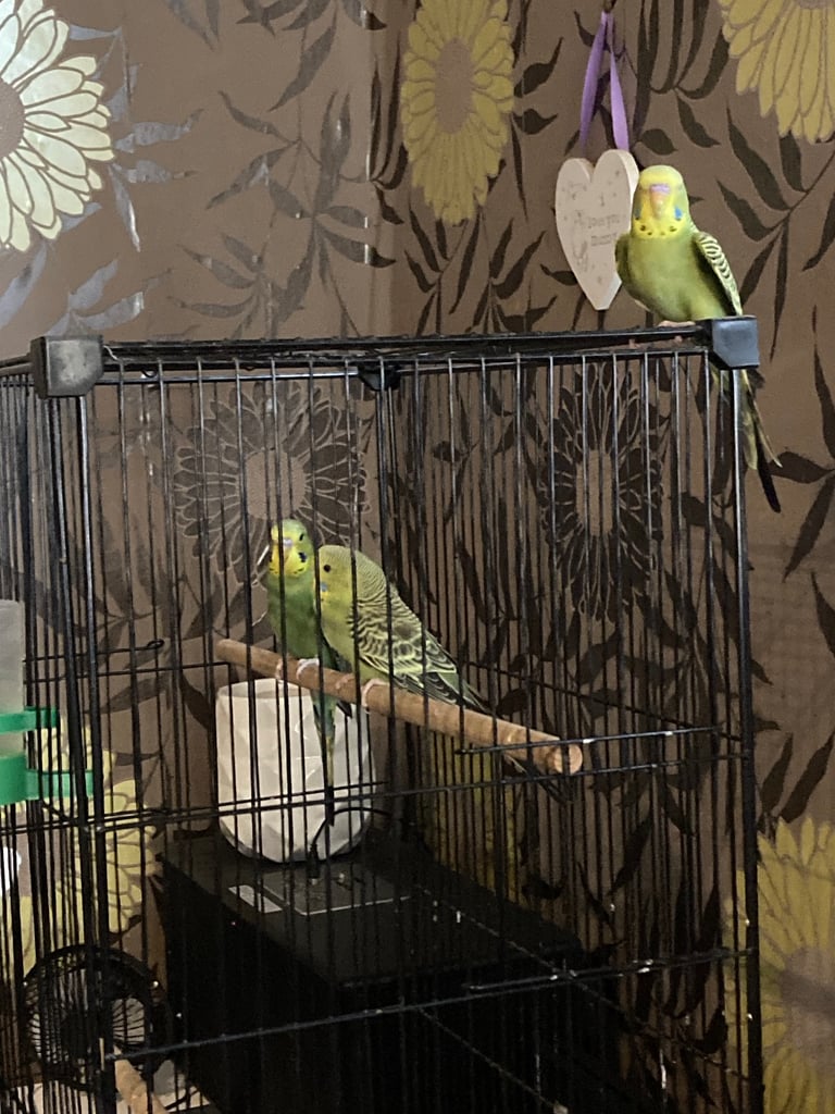 Baby budgies 8 week old 