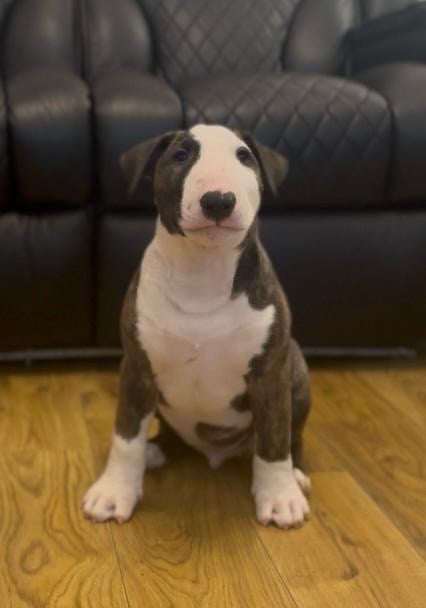 🏴󠁧󠁢󠁥󠁮󠁧󠁿 English Bull Terrier Puppies 🏴󠁧󠁢󠁥󠁮󠁧󠁿 