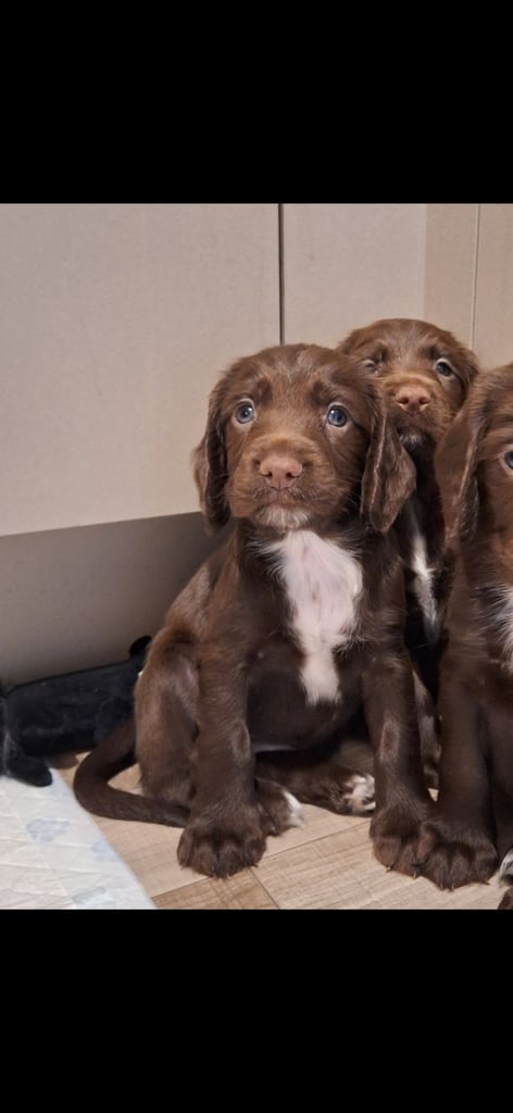 Beautiful Sprocker Puppies 