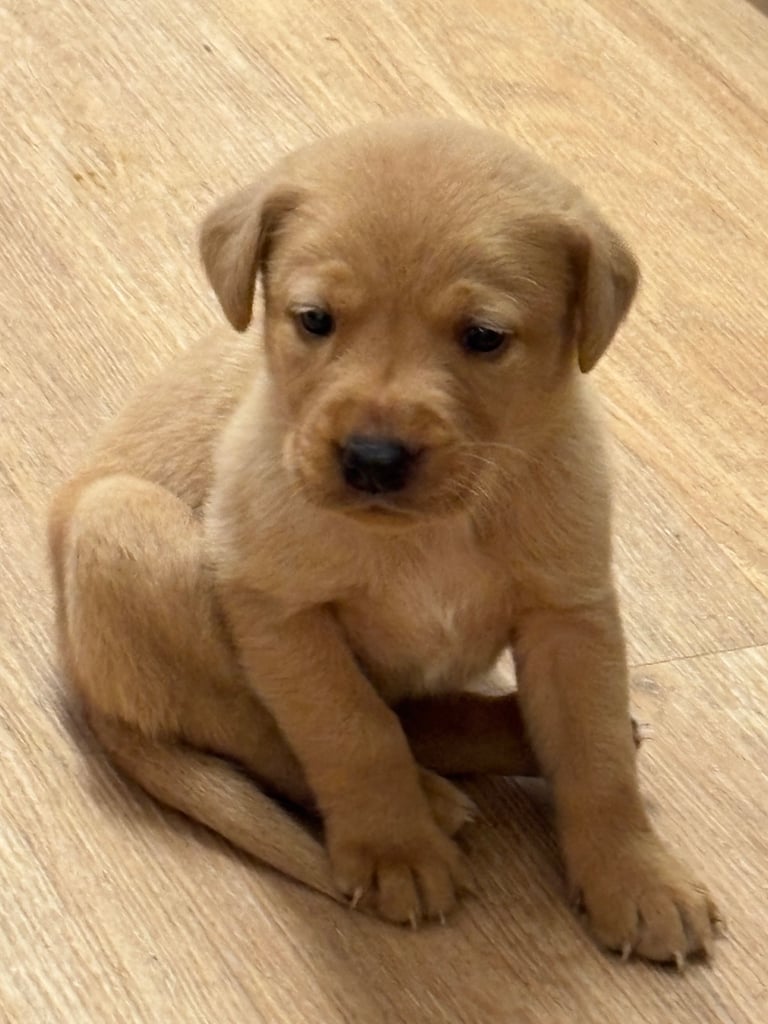 Red fox Labrador puppies for sale 