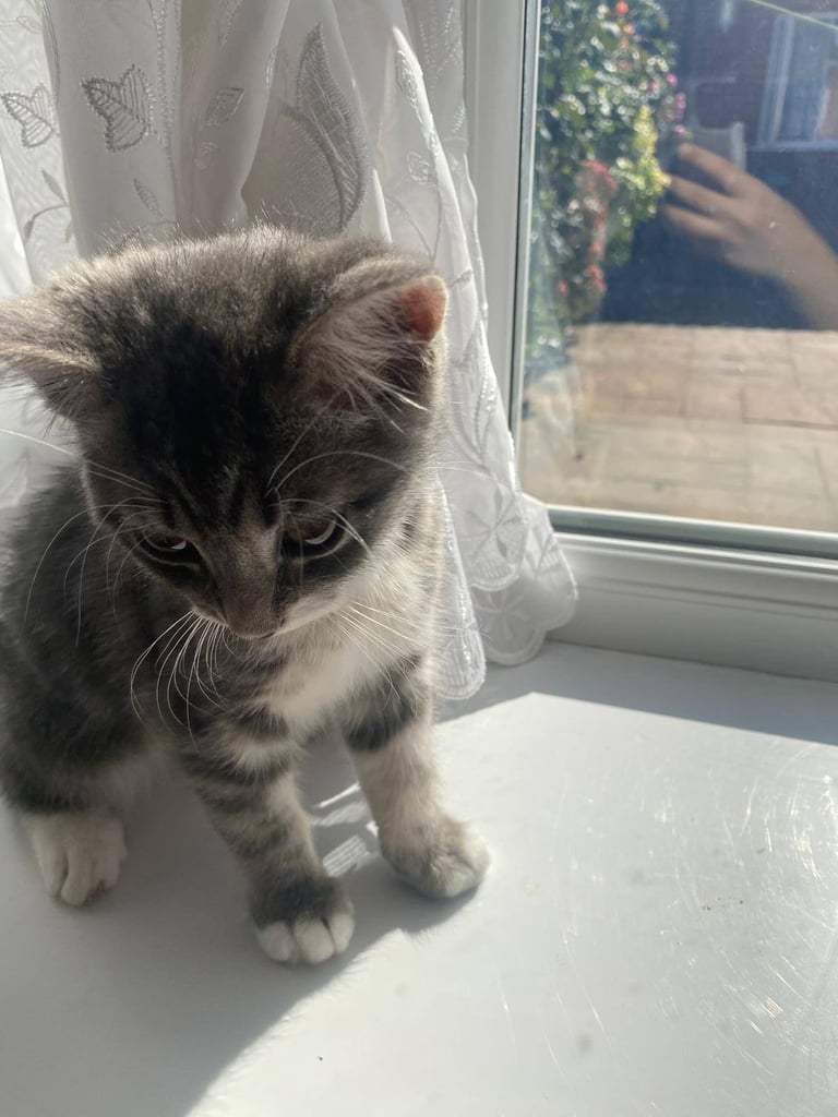 Kitten for sale