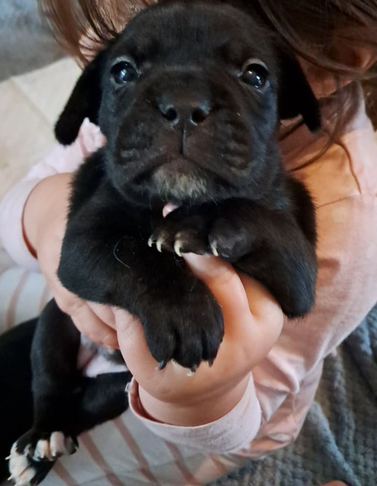 Frenchbulldog cross puppies 5 left 