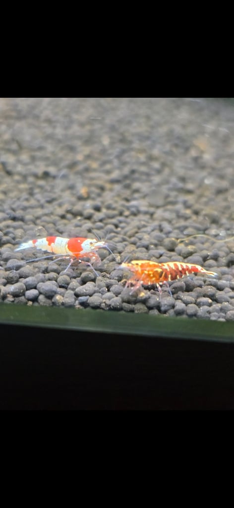 Shrimps for sale bloody mary, crystal, 