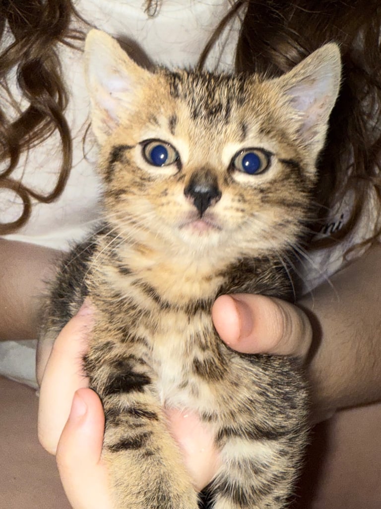 Beautiful kittens for sale 