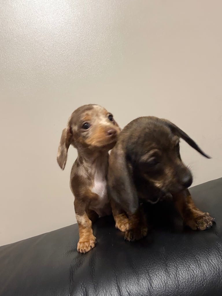 Miniature dachshunds 