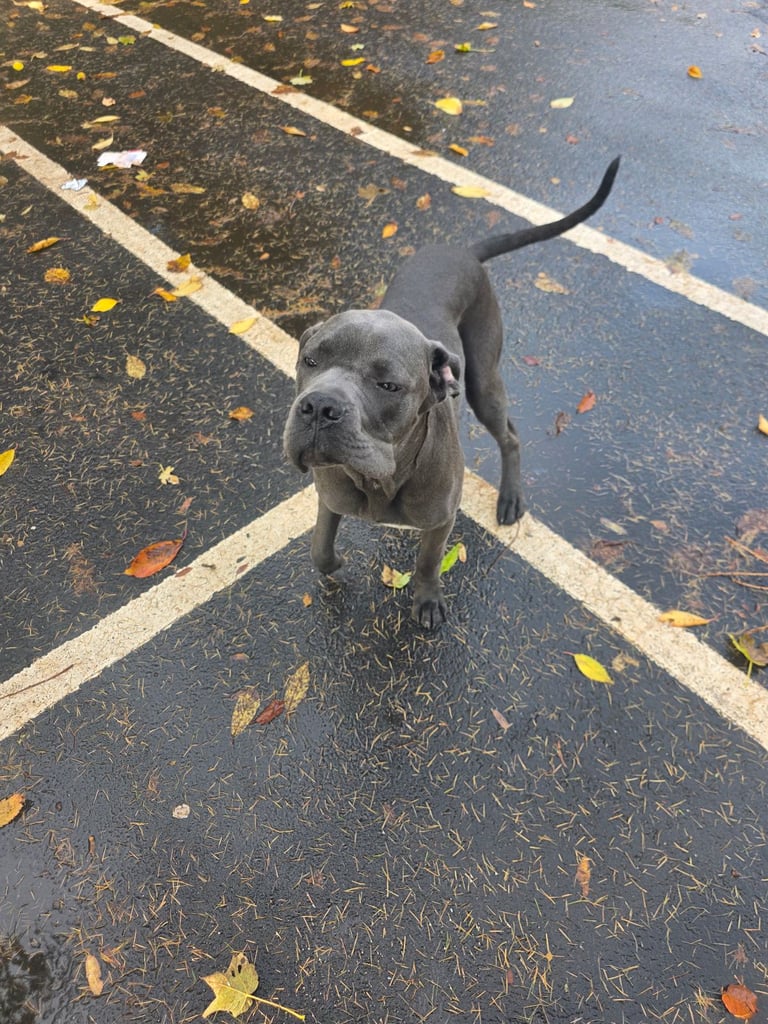 Cane corso pup 7 months old
