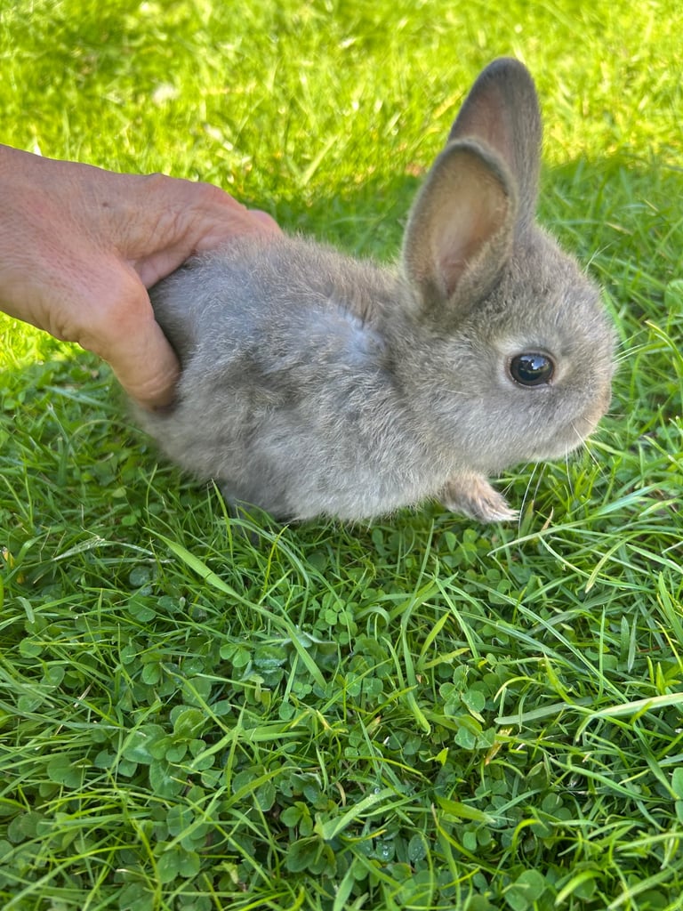 ONLY ONE LEFT! Beautiful Netherland dwarf baby bunnies 