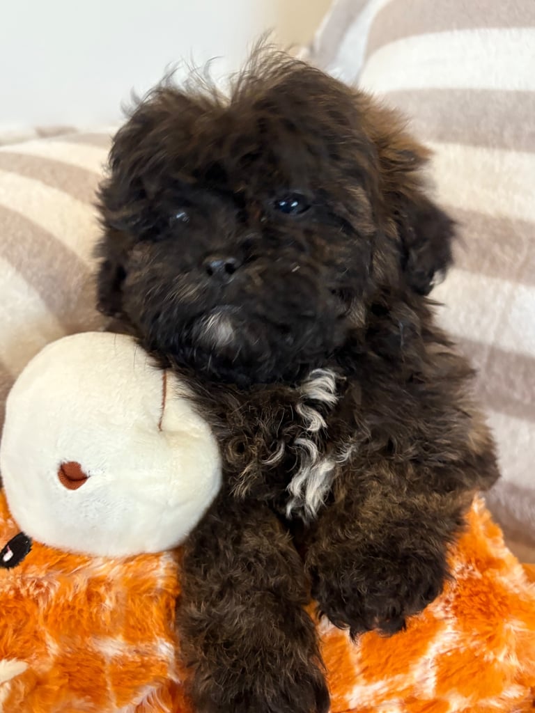 Shih Tzu x poodle 