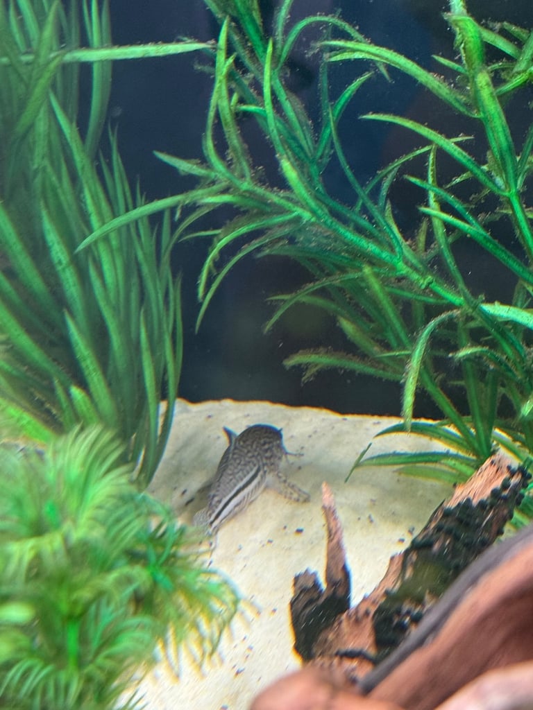 Rehome fish + tank and equipment if wanted