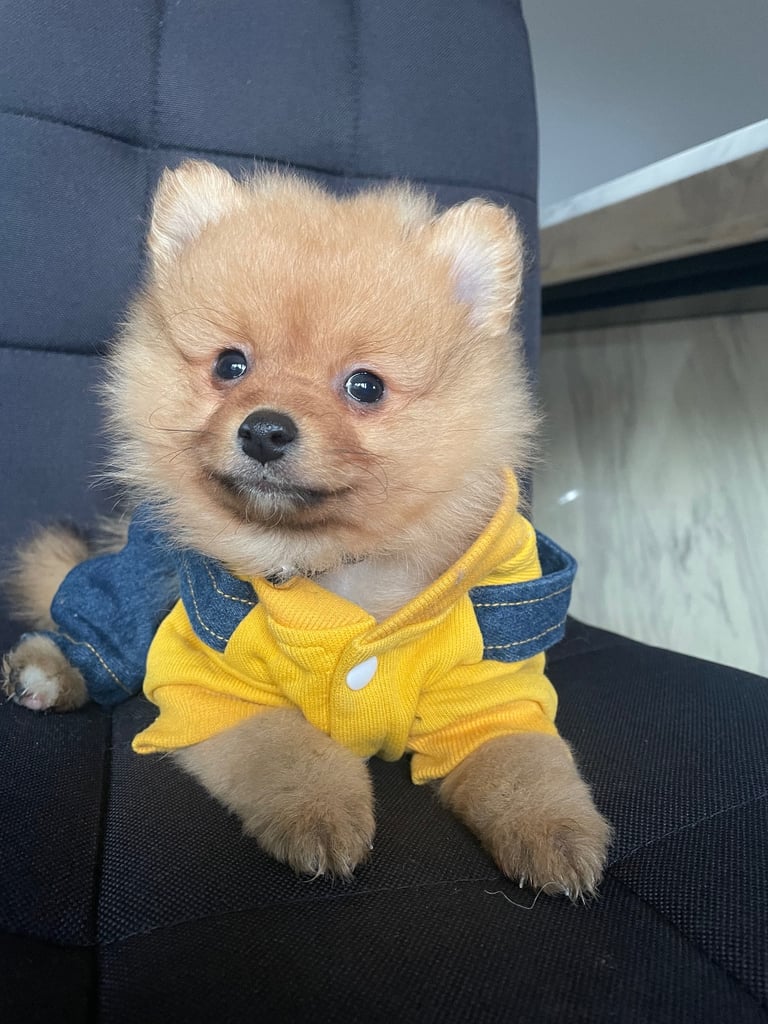 Beautiful Pomeranian puppies ready to go 