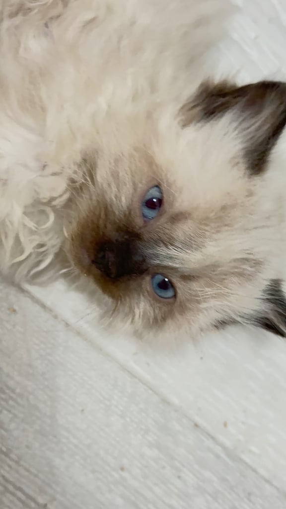 FOR sale Ragdoll babies ☺️🙂