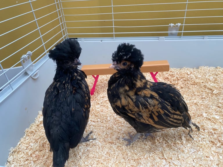 chickens for sale