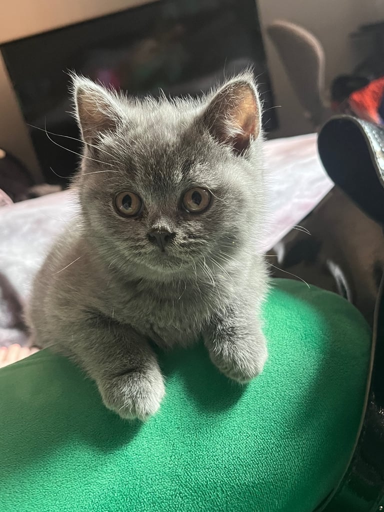 Bsh blue female kitten.