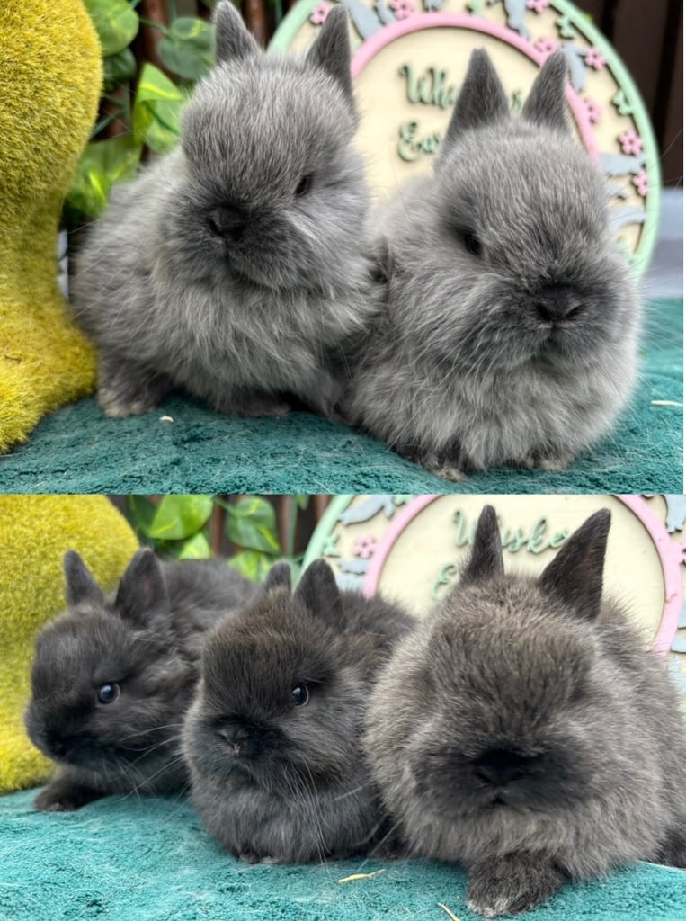Show Quality Pure Bred Netherland Dwarfs