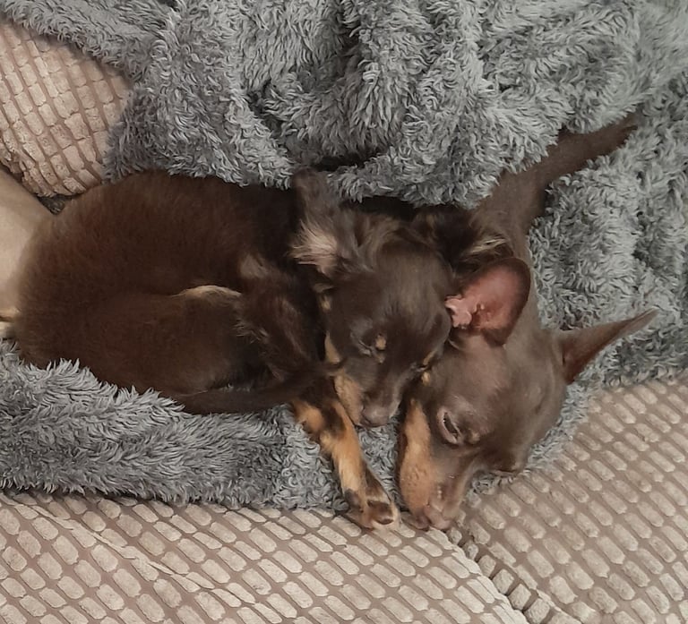 Purebred Russian Toy Terrier puppy long-haired