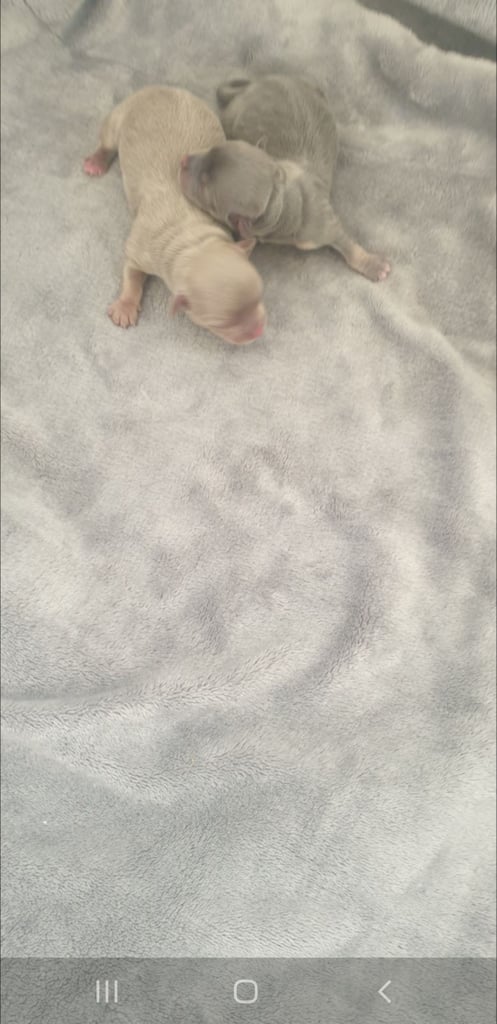 Long haired chihuahua puppys £1100