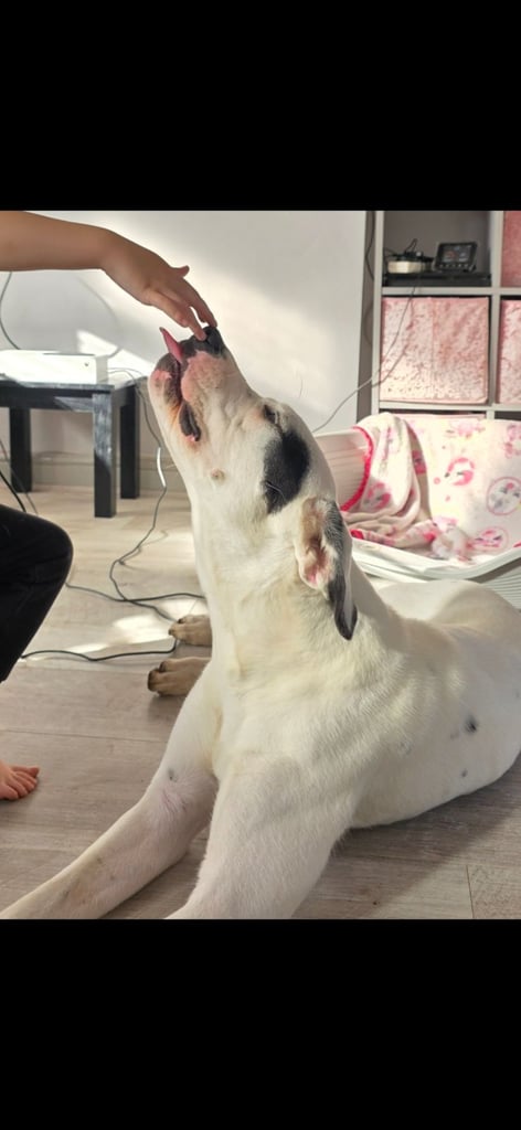 1 year old pup- Large breed