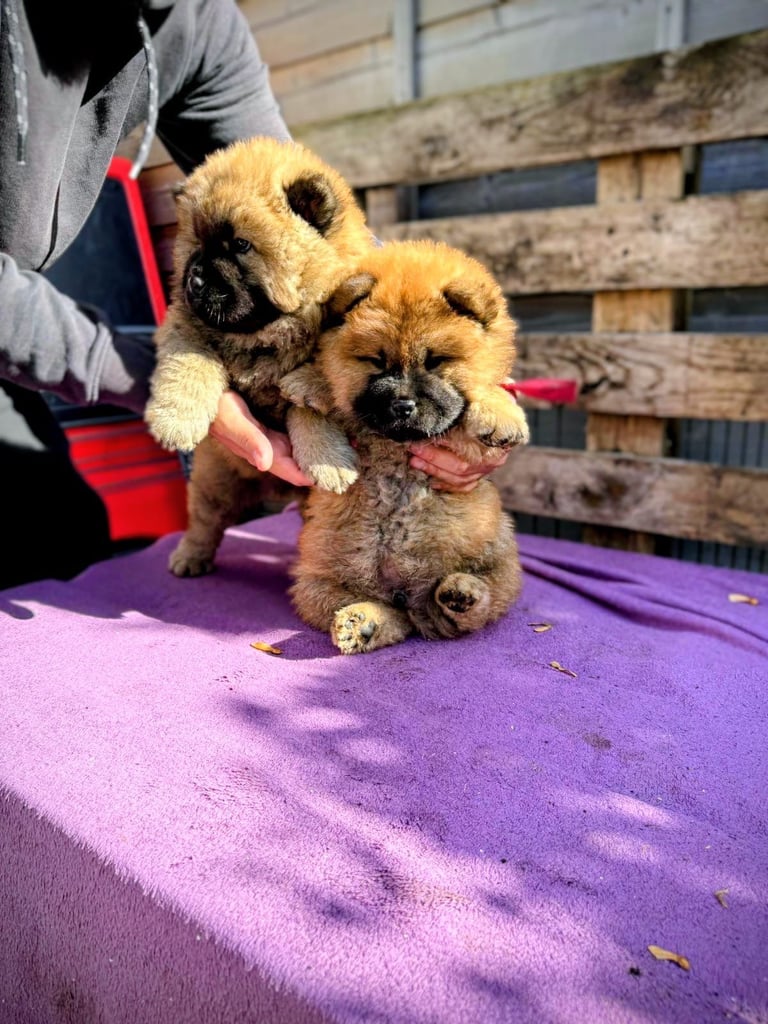 Chow chow