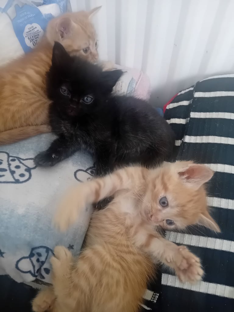 3 cute kittens  - 2 boys and 1 girl ready to go 