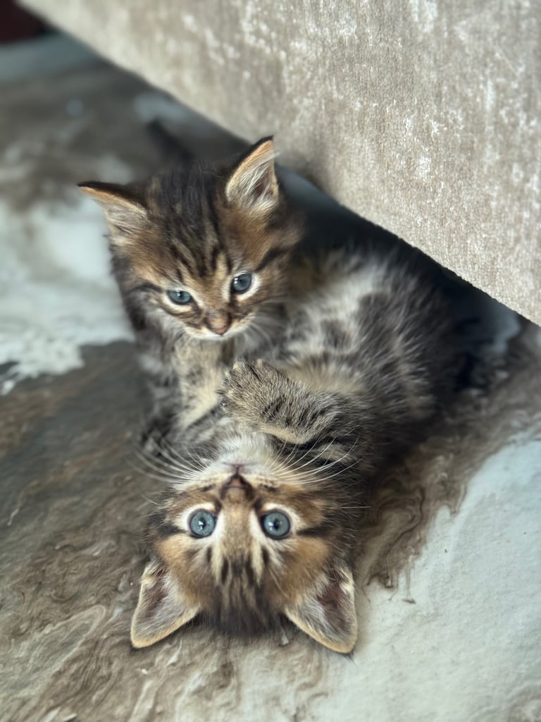 image for Ragdoll X Kittens 