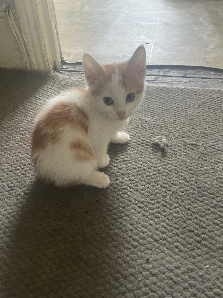 3 beautiful cuddly kittens for sale 