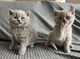 British Shorthair kittens blue and lilac boy and girl cats