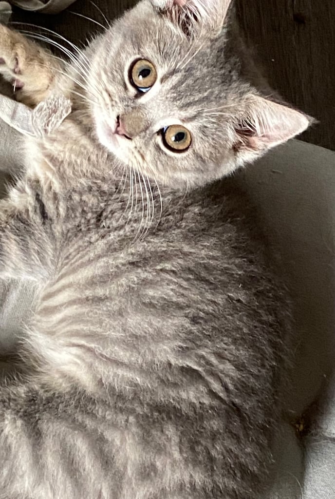 British shorthair kittens 