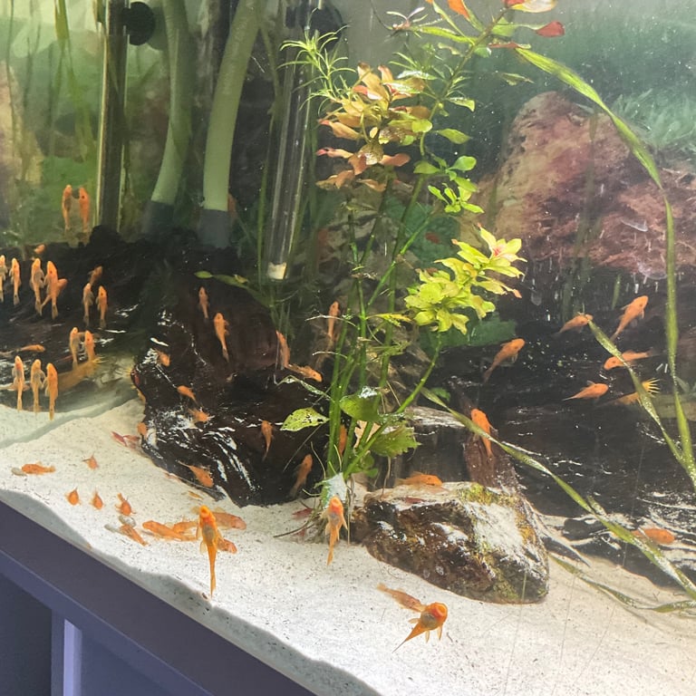 Super red pleco 